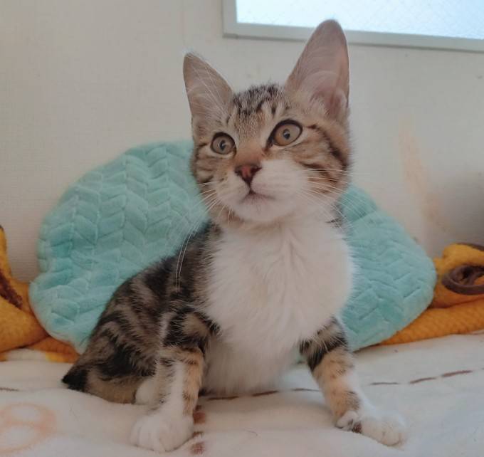 ⭐️1月11日開催⭐️大阪府堺市⭐️プリン⭐️2ヶ月の女の子