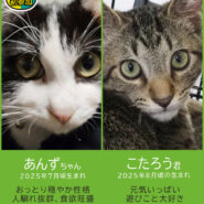 中猫成猫16匹参加★みよし市