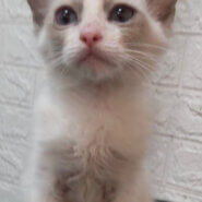 ラグドール　女の子