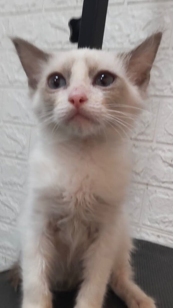 ラグドール　女の子