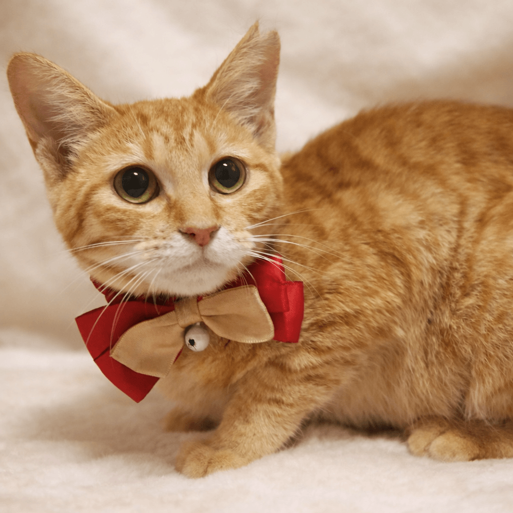 茶トラ女子!タレ目が可愛い『ミミちゃん』1歳