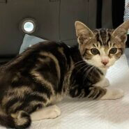 ⭐️1月11日開催⭐️大阪府堺市⭐️ルイ⭐️2ヶ月の男の子