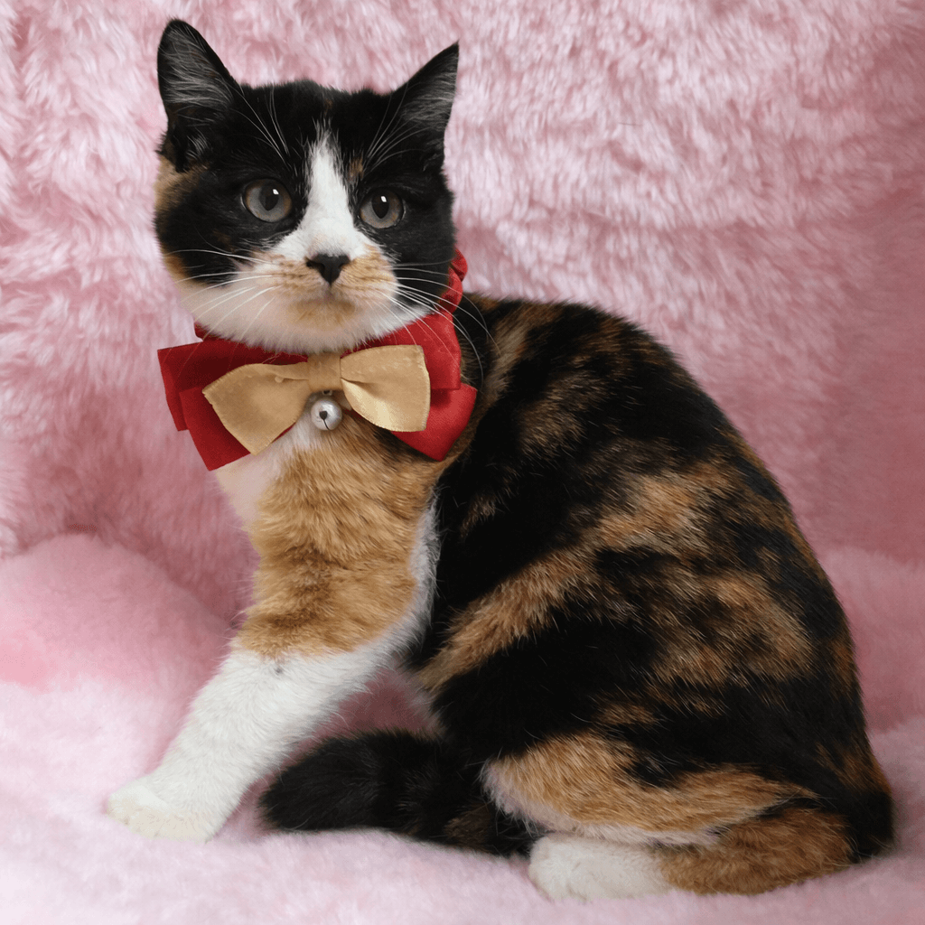 まんまる丸顔！三毛のハチワレ『まりもちゃん』3カ月