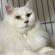 ⭐️2月1日開催⭐️大阪府堺市⭐️ノエル⭐️推定5歳の女の子