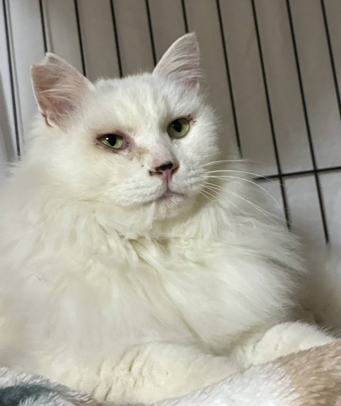 ⭐️2月1日開催⭐️大阪府堺市⭐️ノエル⭐️推定５歳の女の子