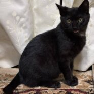 ⭐️2月1日開催⭐️大阪府堺市⭐️ココア　黒⭐️4ヶ月の男の子