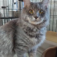 大中小の猫が約20匹★みよし市