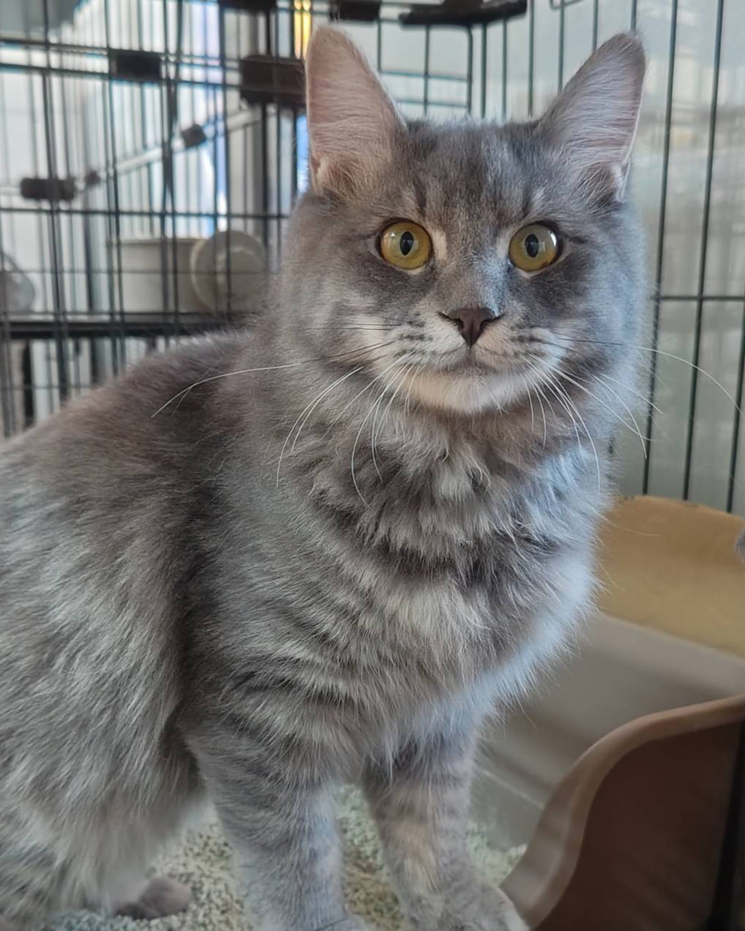 大中小の猫が約20匹★みよし市