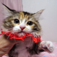 ラグドール×サイベリアン★みぃちゃん３ヵ月半