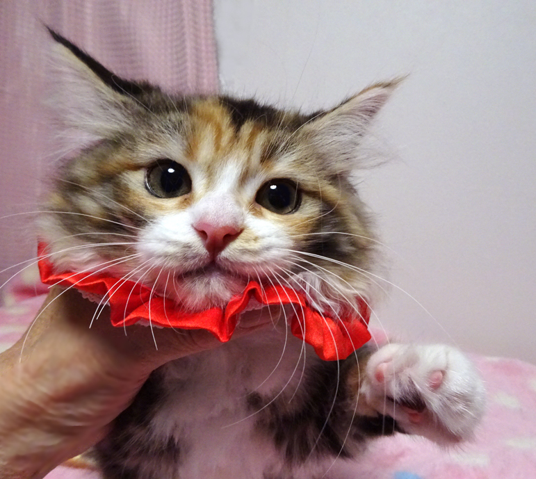 ラグドール×サイベリアン★みぃちゃん3ヵ月半