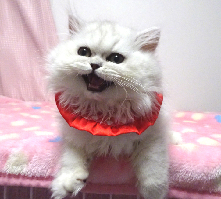 甘えた♪ペルシャ・チンチラ★ペコちゃん3カ月半