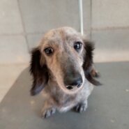 ミニチュアダックスフンド　人懐こい女の子　6歳