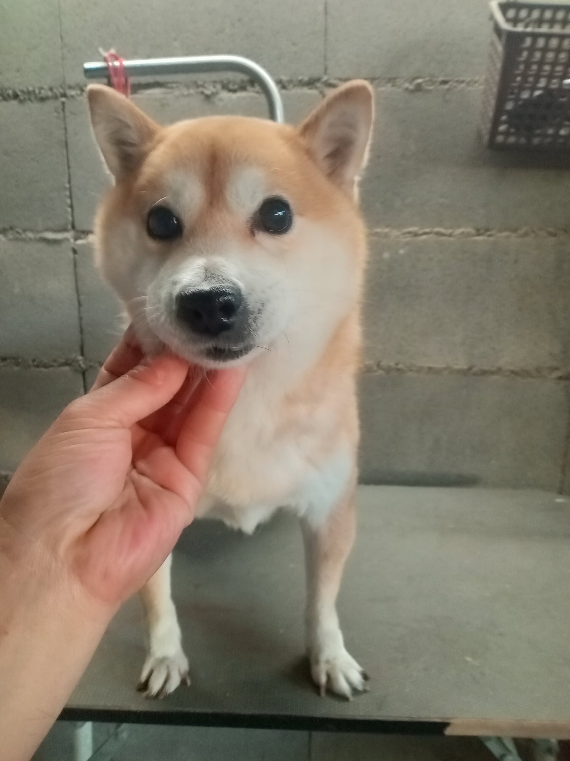 柴 小さな男の子 6歳