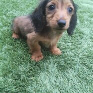 カニンヘンダックス