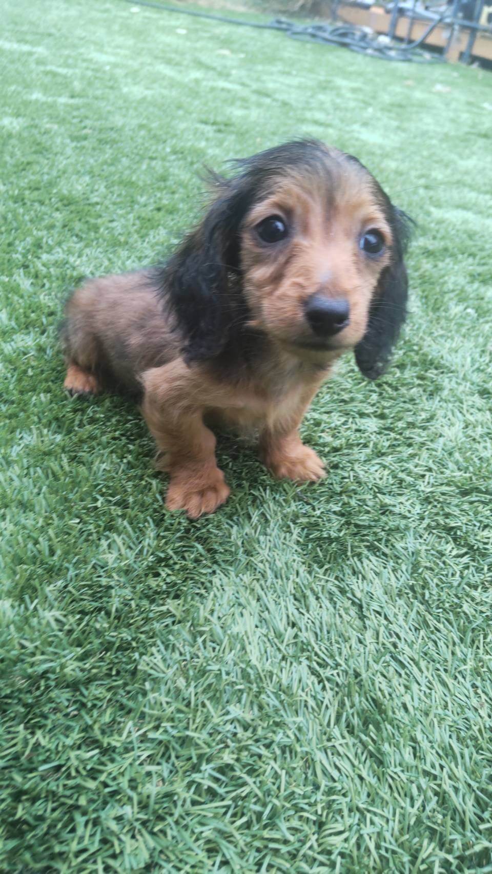 カニンヘンダックス