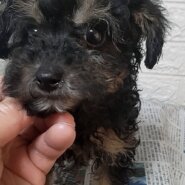 ブラックタンプードル