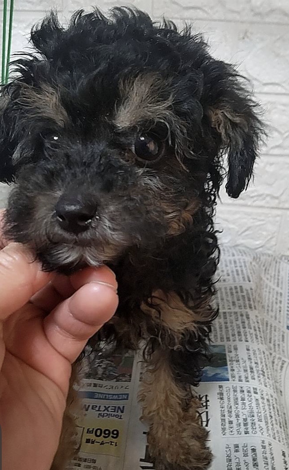 ブラックタンプードル