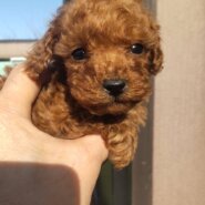 タイニープードル　男の子