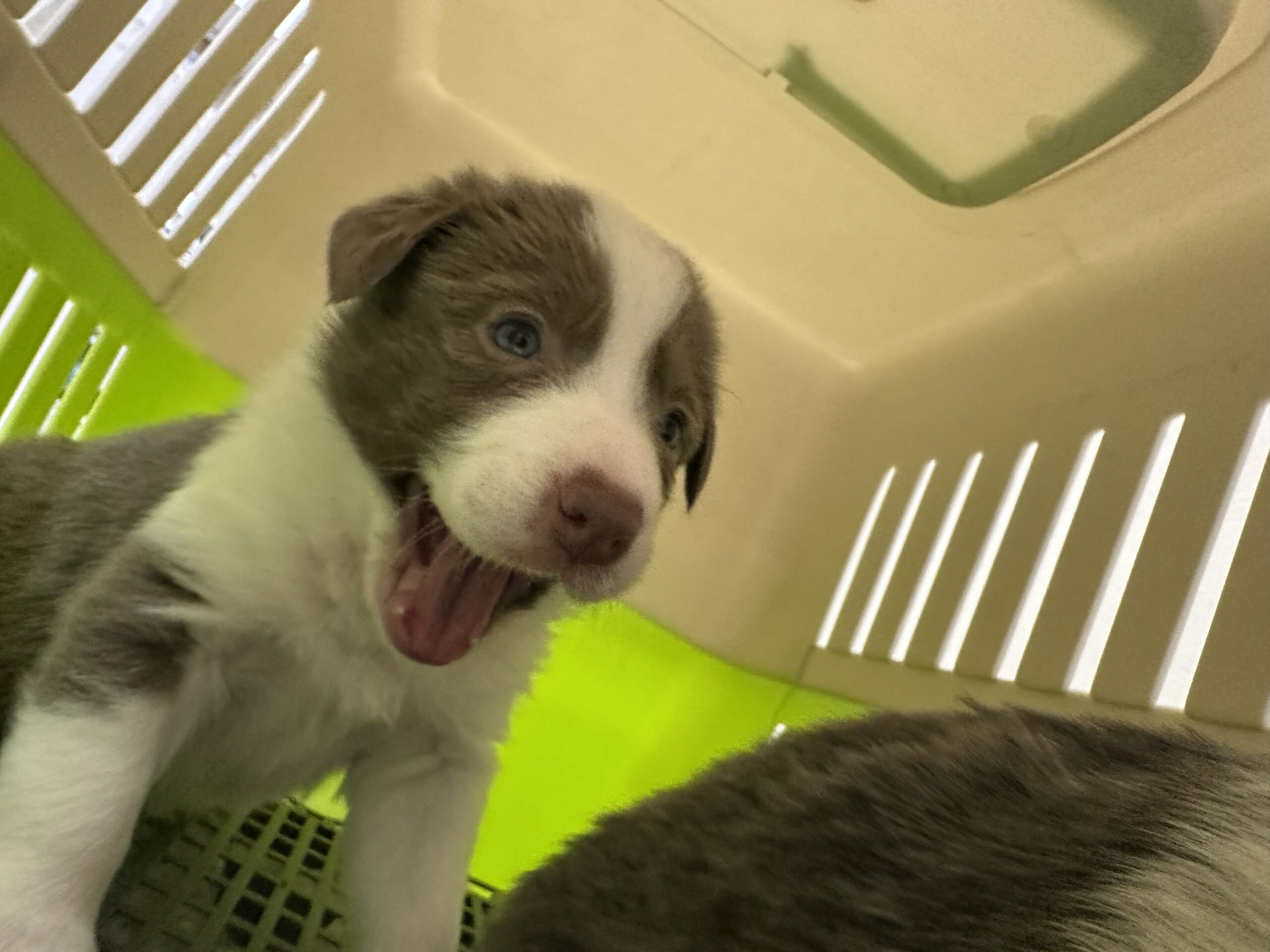 イザベラ、ブルーの可愛いボーダー