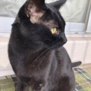 野良ちゃん出身ですが撫でられるのが大好きな男の子です。