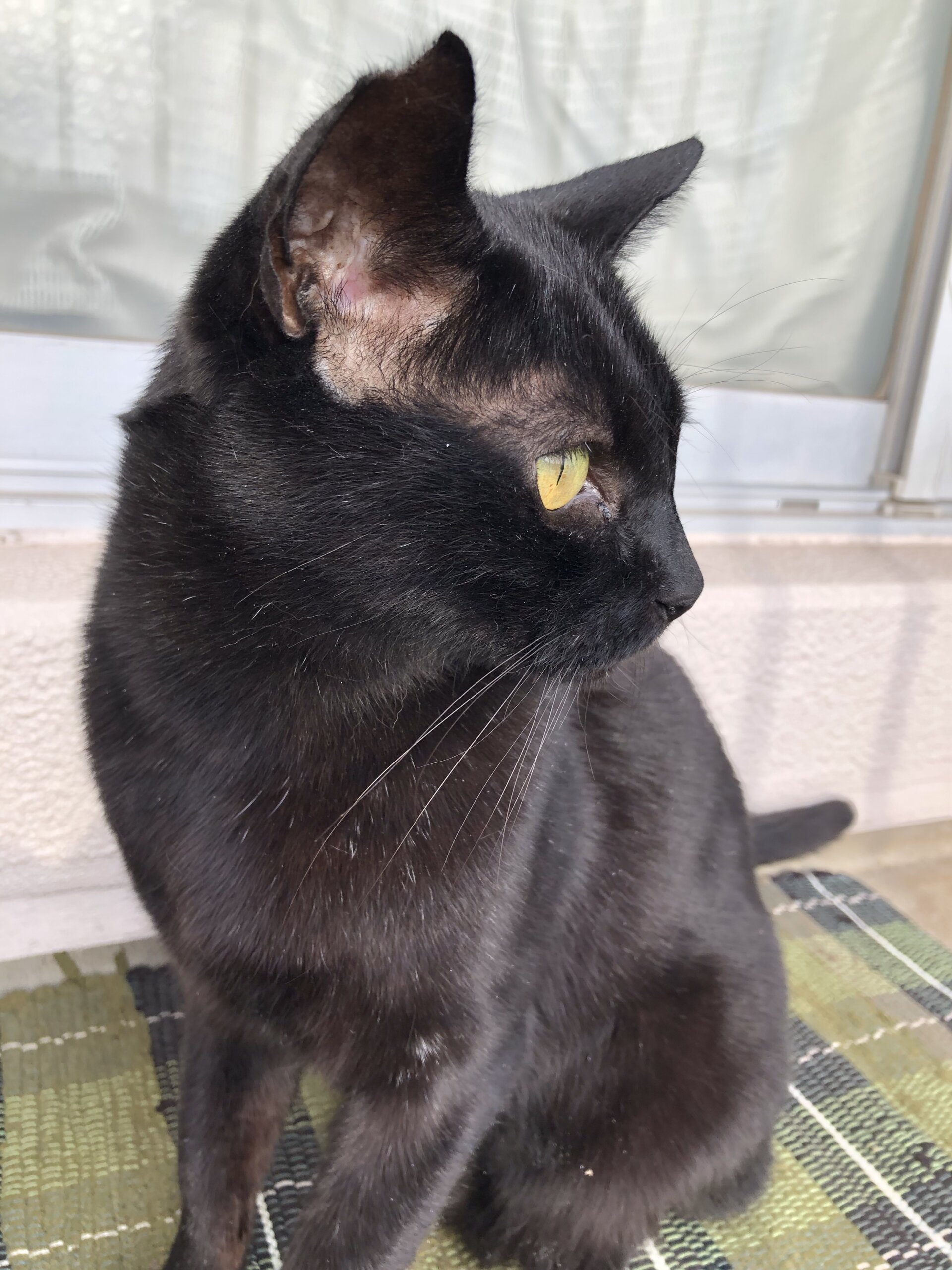 野良ちゃん出身ですが撫でられるのが大好きな男の子です。