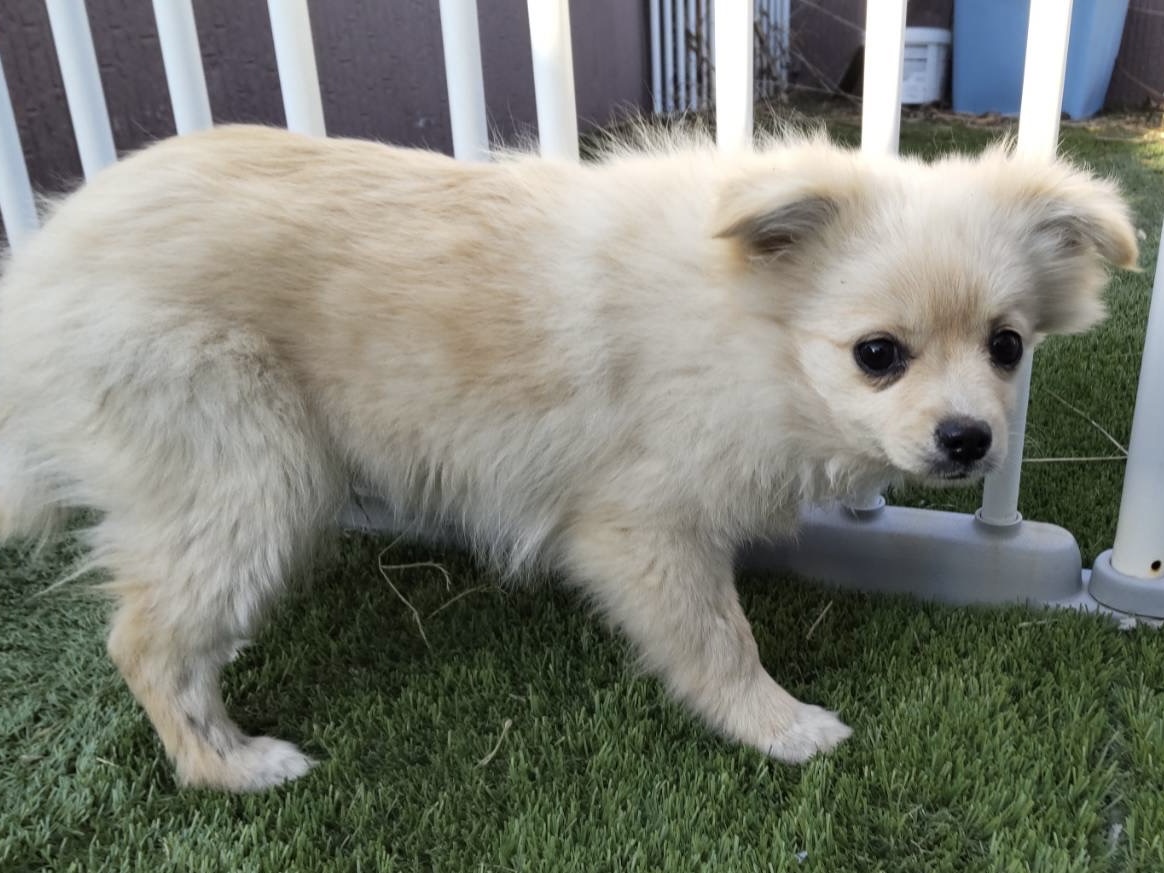 ちわぽめ　子犬