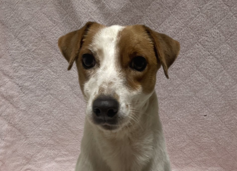 ジャックラッセルテリアの女の子の海ちゃん❤️