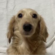 ミニチュアダックス女の子あずきちゃん❤️