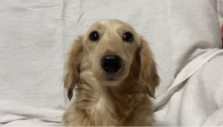 ミニチュアダックス女の子あずきちゃん❤️