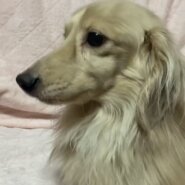 ダックス男の子ロイくん❤️