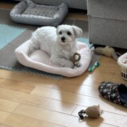 5歳のミックス犬