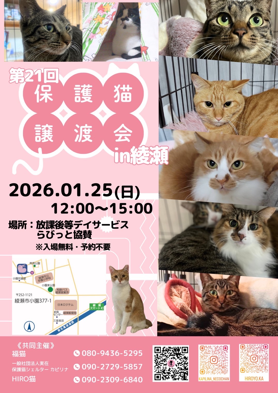 保護猫譲渡会