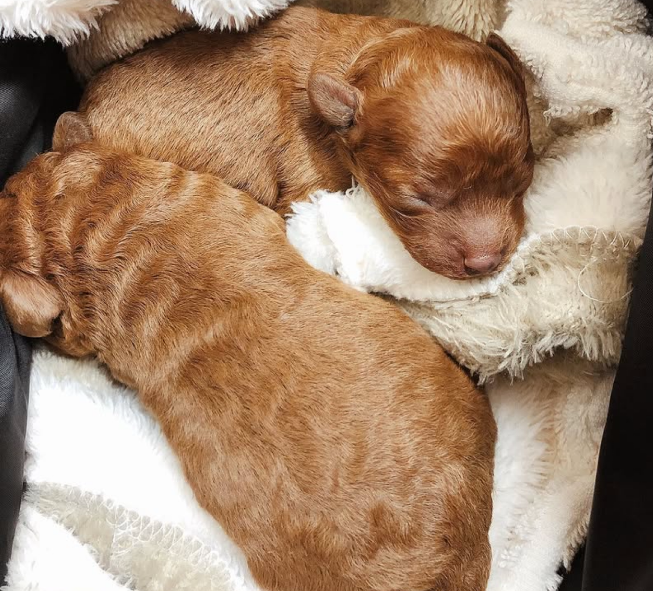 トイプードル子犬