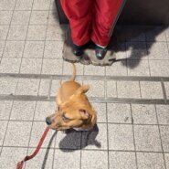 生後7ヶ月のピットブル