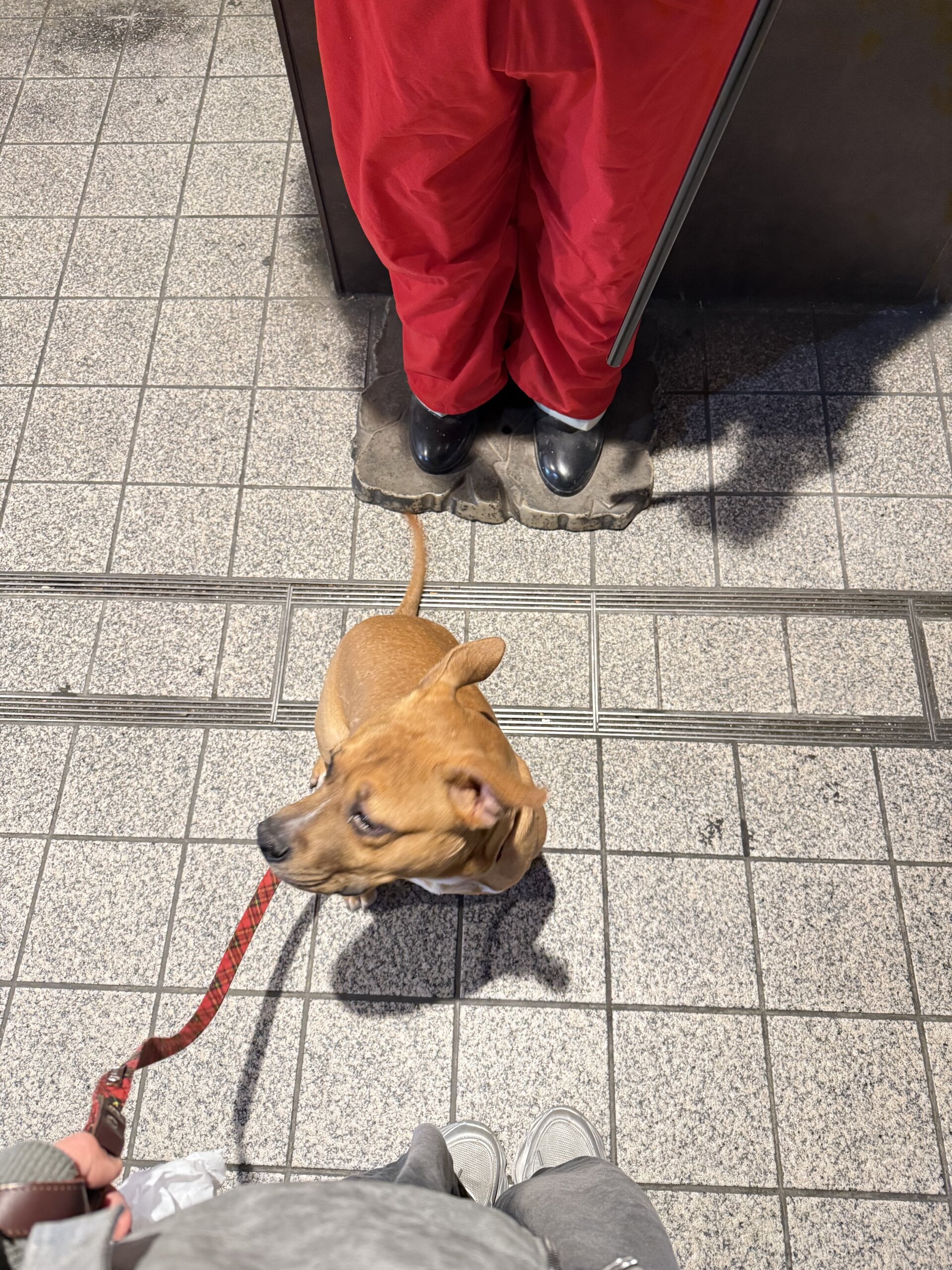 生後7ヶ月のピットブル