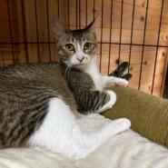 【動画あり】なでて〜！じっと見つめられてドキッ！！