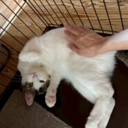 【動画あり】特技はへそ天 真っ白お腹の甘えん坊