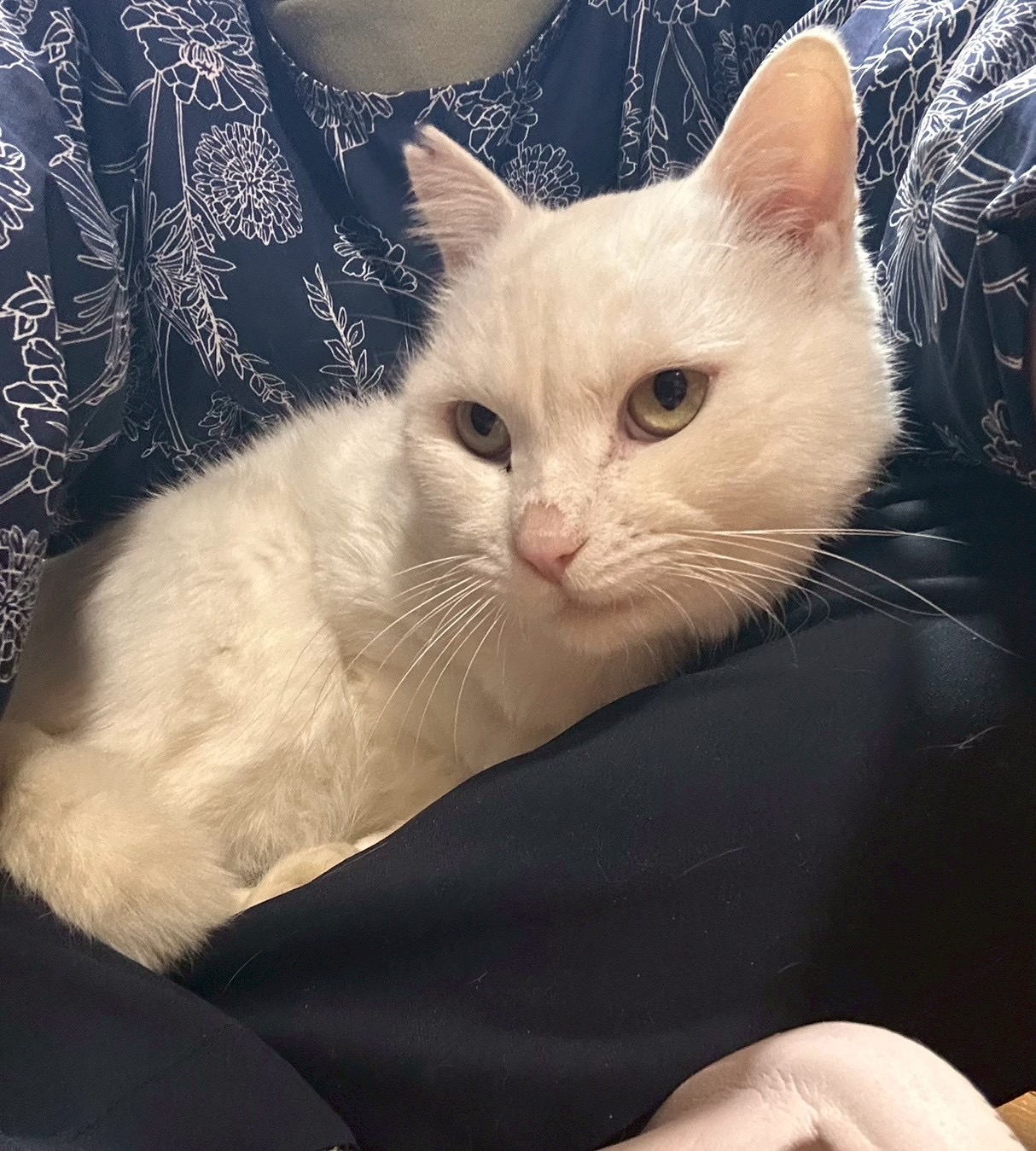 【動画あり】人見知りって何？