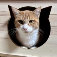 【動画あり】おしゃべり好きな男の子