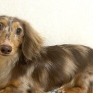 カニンヘンダックス男の子