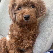 優しい性格で可愛らしい一歳のトイプードル男の子