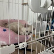 生後2ヶ月半の子猫(女の子)