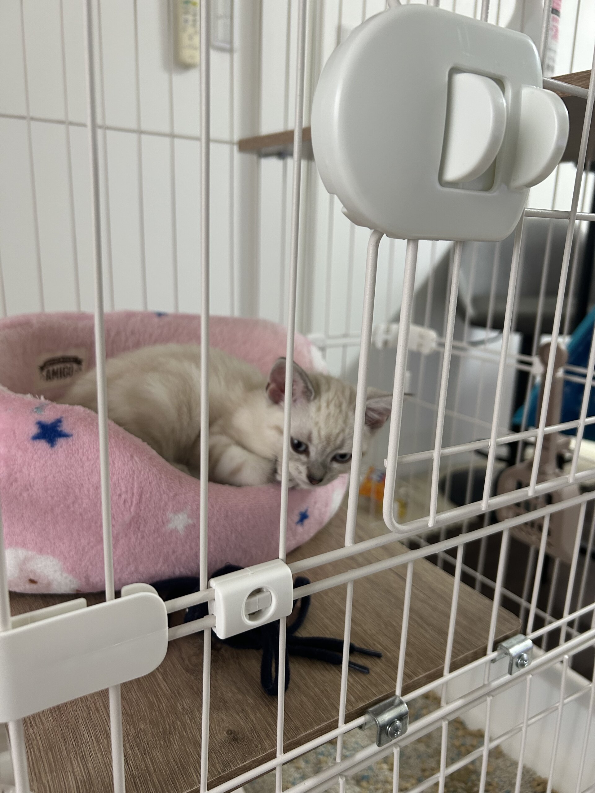 子猫のミナちゃん