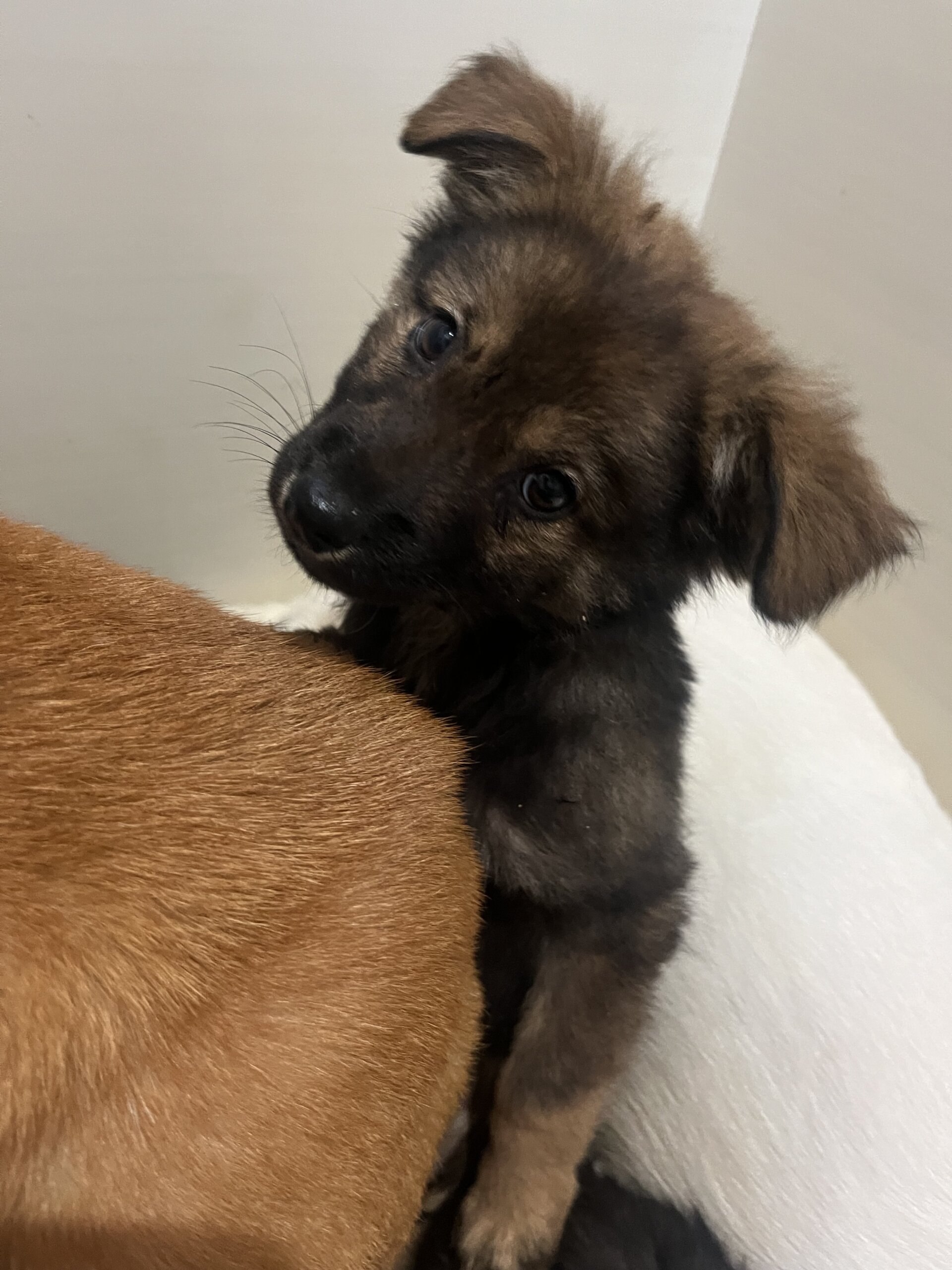 生後2ヶ月くらいモフモフな女の子