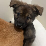 可愛い子犬ちゃん