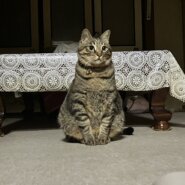 5歳の猫（男の子）人懐っこくお手をします。