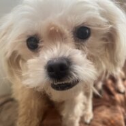 マルチーズ?mixの可愛らしい女の子