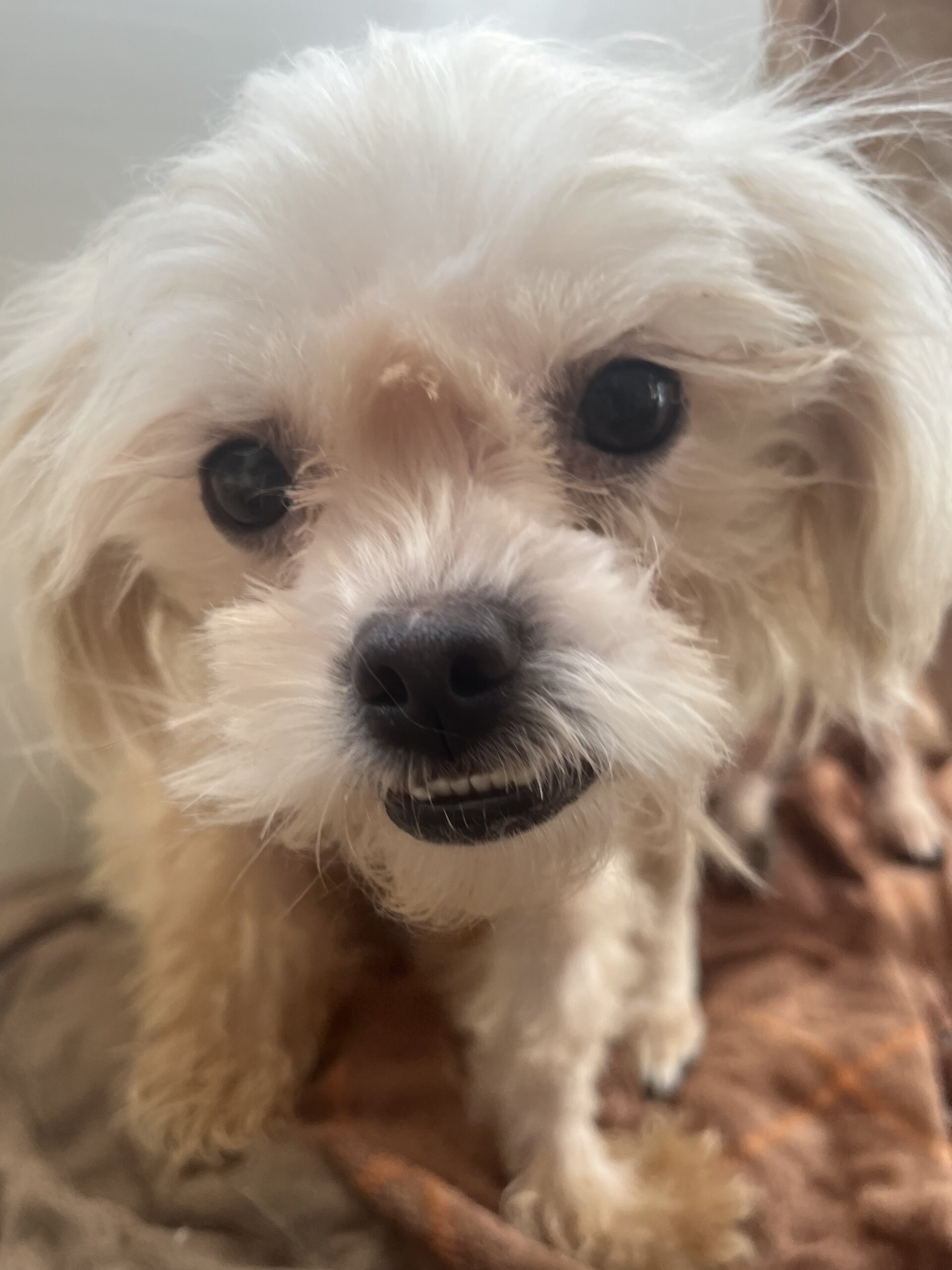 マルチーズ？mixの可愛らしい女の子