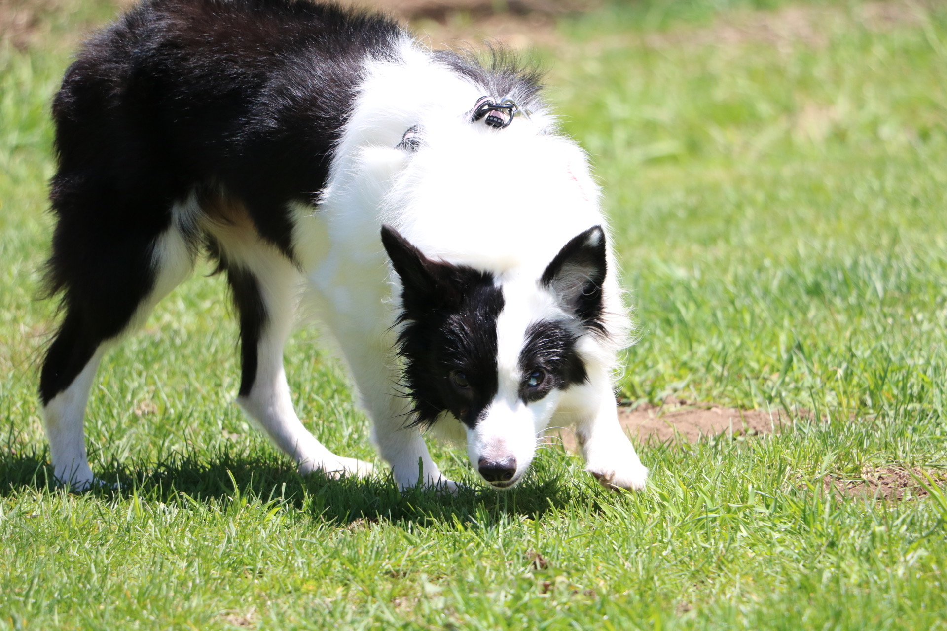 ボーダーコリー男の子と女の子
