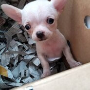 スムースチワワ　女の子